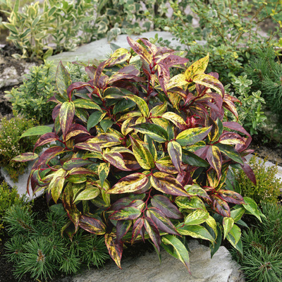 Leucothoe walteri 'Rainbow' Tarkalevelű fürtös hanga