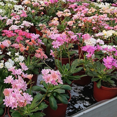 Lewisia cotyledon 'Elise' mix Dohánygyökér fajták