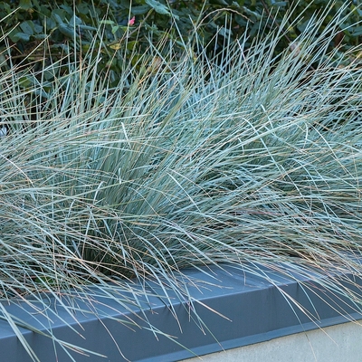 Leymus arenarius 'Blue Dune' Hajperje
