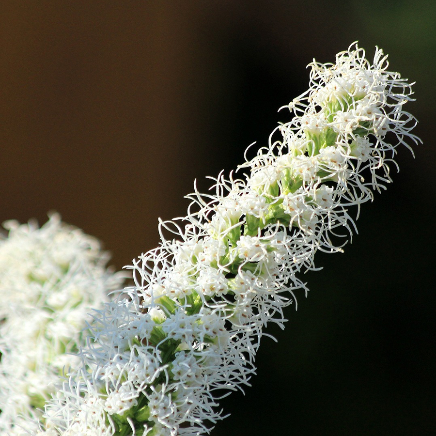 Liatris spicata Díszcsorba