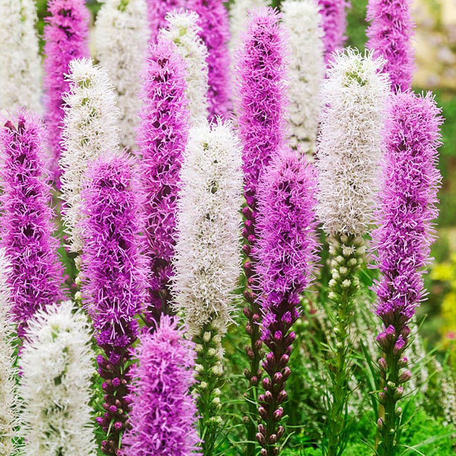 Díszcsorba Liatris spicata