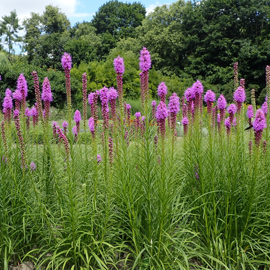 Díszcsorba Liatris spicata