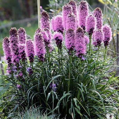 Liatris spicata 'Kobold' Díszcsorba