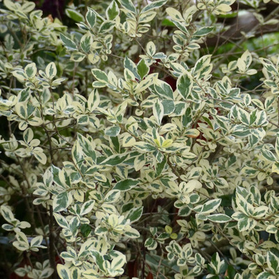 Fehértarka fagyal Ligustrum ovalifolium 'Argenteum'