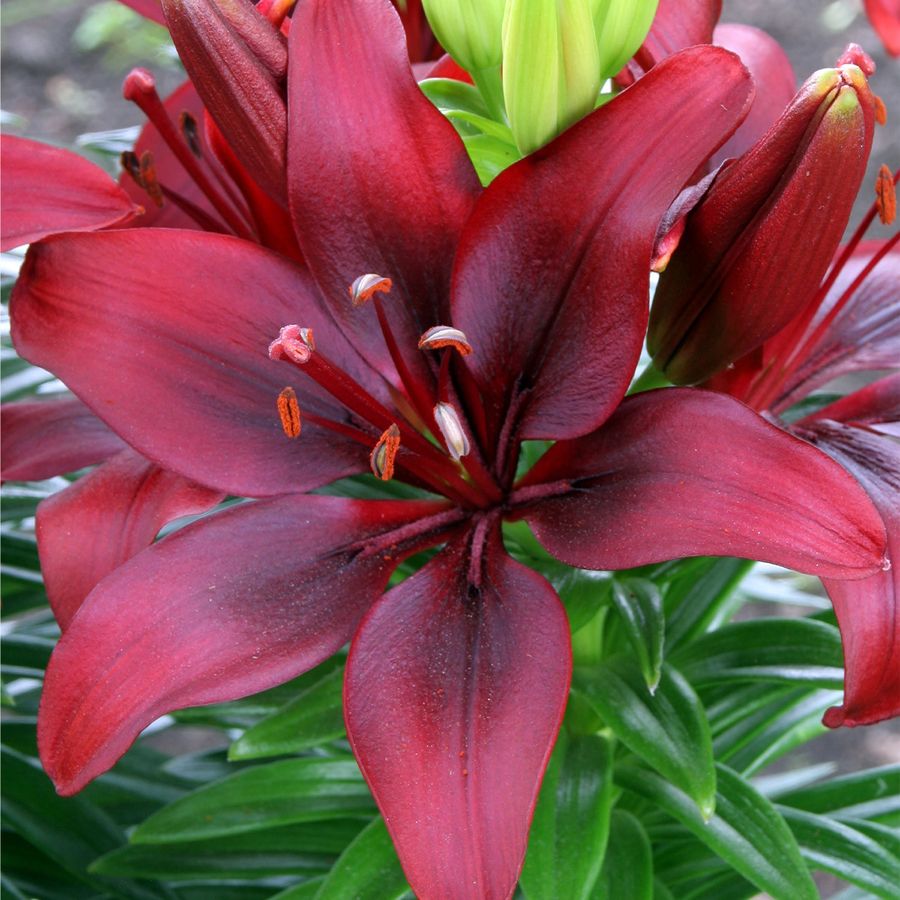 Lilium asiatic 'Happy Love' Liliom