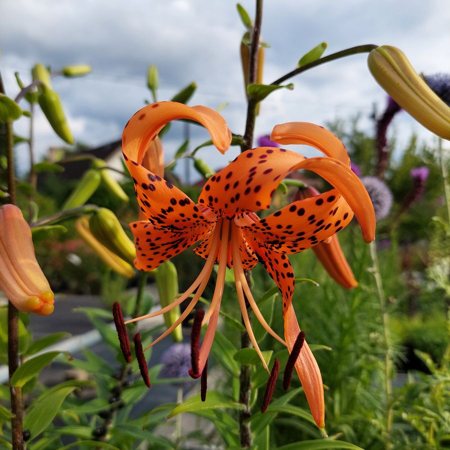Lilium lancifolium Tigrisliliom