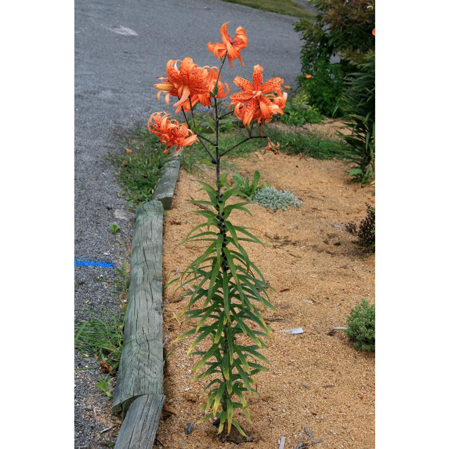 Tigrisliliom Lilium lancifolium