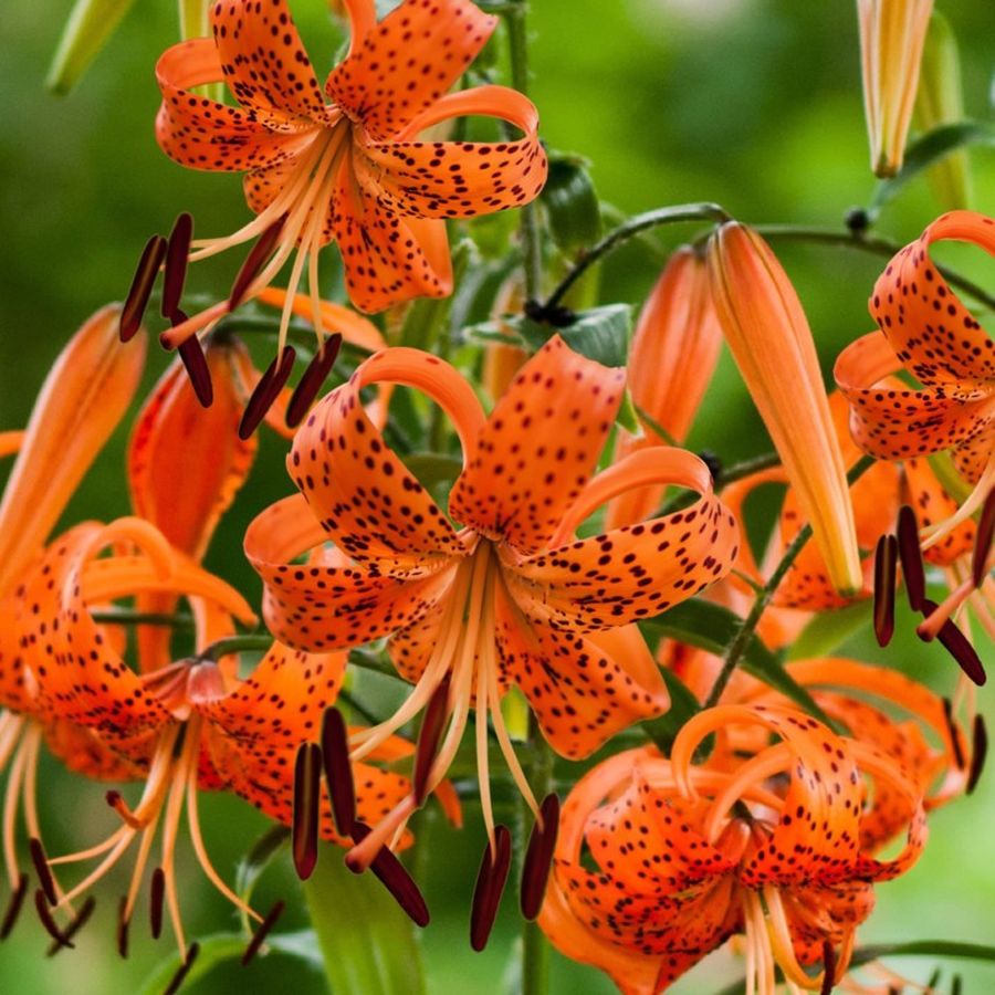 Tigrisliliom Lilium lancifolium