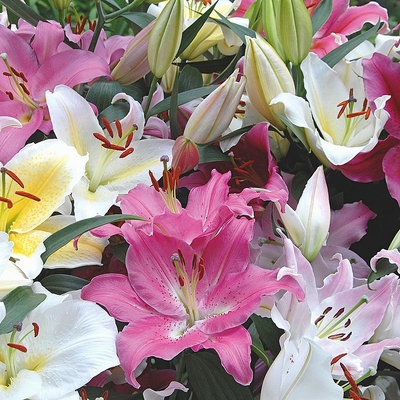 Lilium mix Liliom