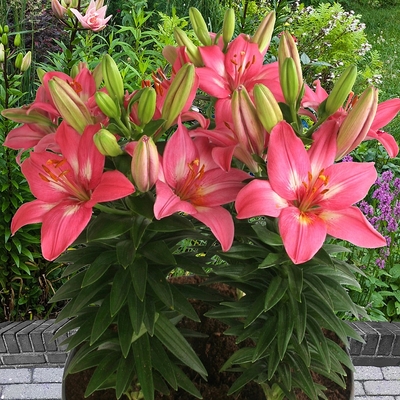 Lilium asiatic 'Rozalynn' Liliom