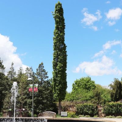 Liquidambar styraciflua 'Slender Silhuette' &Aacute;mbrafa