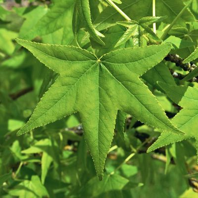 Liquidambar orientalis &Aacute;mbrafa