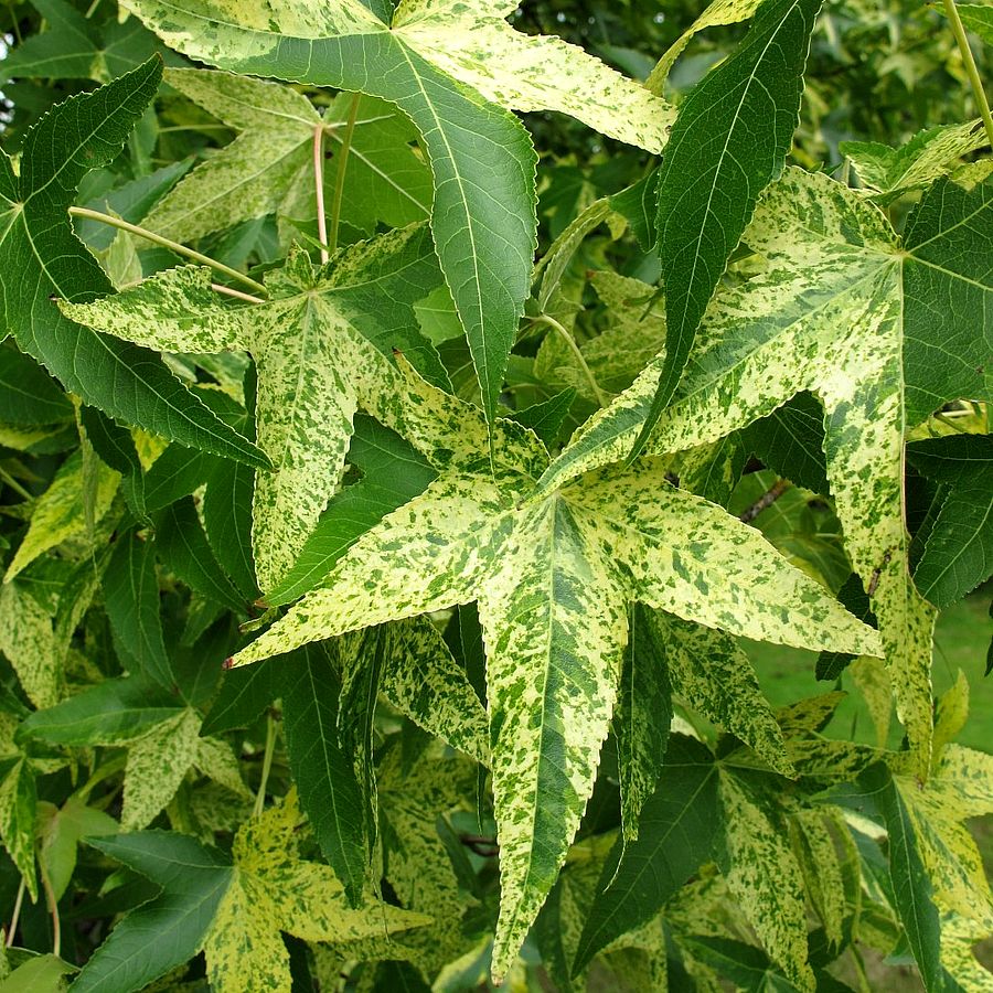 Ámbrafa Liquidambar styraciflua 'Aurea'