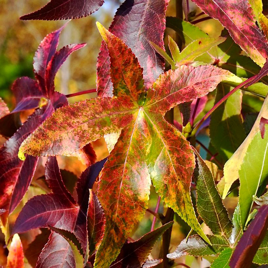 Ámbrafa Liquidambar styraciflua 'Aurea'