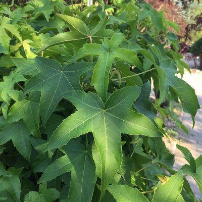 Gömb ámbrafa Liquidambar styraciflua 'Gum Ball'