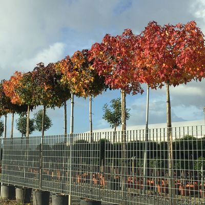 Liquidambar styraciflua 'Gum Ball' Gömb ámbrafa