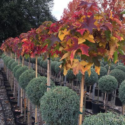 Gömb ámbrafa Liquidambar styraciflua 'Gum Ball'