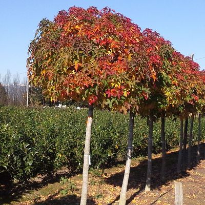 Gömb ámbrafa Liquidambar styraciflua 'Gum Ball'