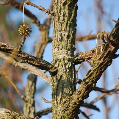 Ámbrafa Liquidambar styraciflua