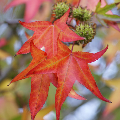 Liquidambar styraciflua 'Stella' &Aacute;mbrafa