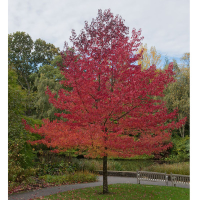 Liquidambar styraciflua 'Worplesdon' &Aacute;mbrafa