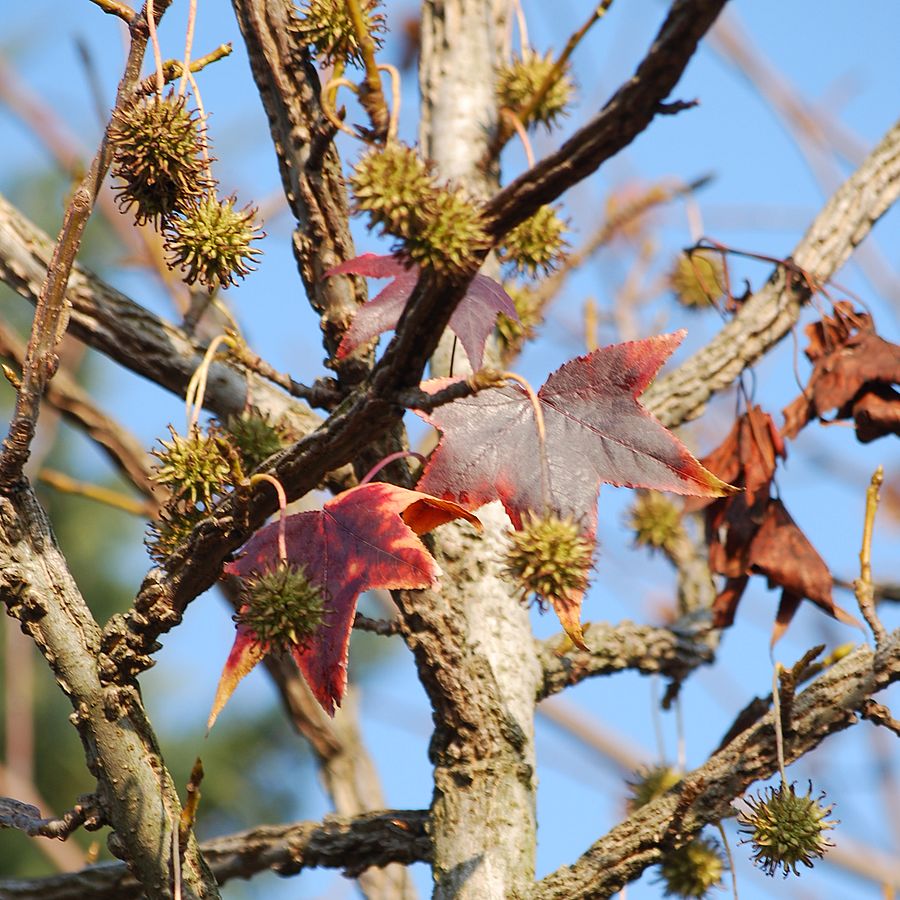 Ámbrafa Liquidambar styraciflua 'Aurea'