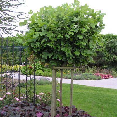 Liriodendron tulipifera 'Edward Gursztyn' Gömb tulipánfa