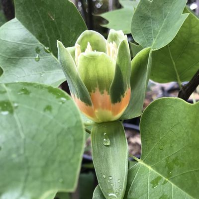 Liriodendron tulipifera 'Fastigiata' Oszlopos tulipánfa