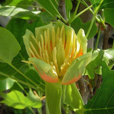 Oszlopos tulipánfa Liriodendron tulipifera 'Fastigiata'