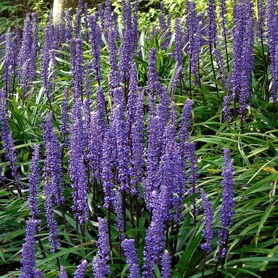 Liriope mix Gyöngyikés gyepliliom fajták