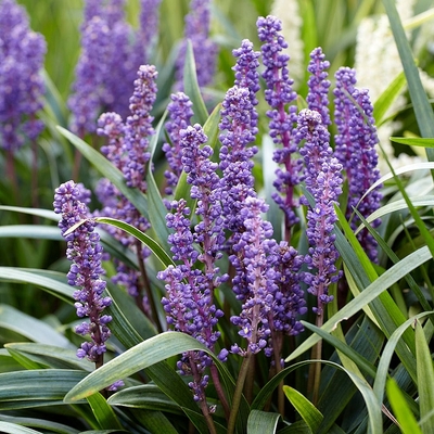 Liriope muscari 'Big Blue' Gyöngyikés gyepliliom