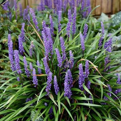 Liriope muscari 'Moneymaker' Gyöngyikés gyepliliom