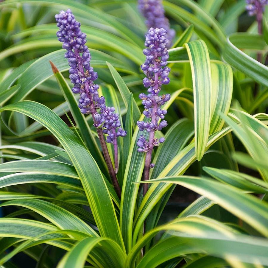 Liriope muscari 'Variegata' Gyöngyikés gyepliliom