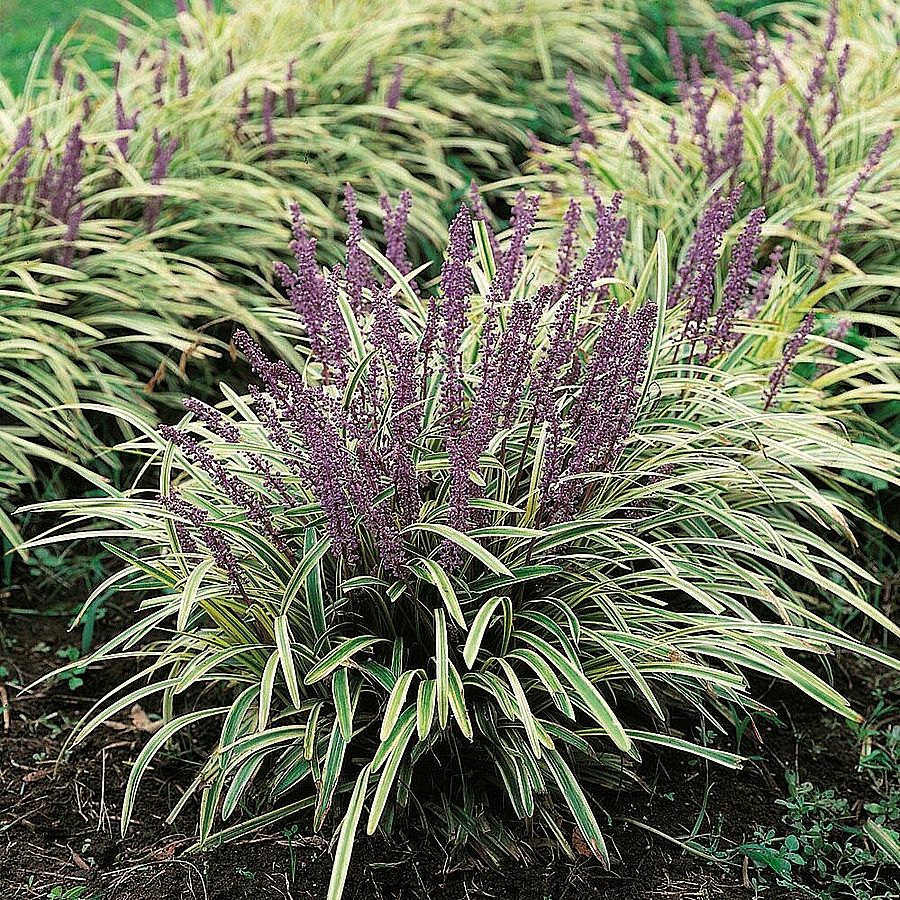 Gyöngyikés gyepliliom Liriope muscari 'Variegata'