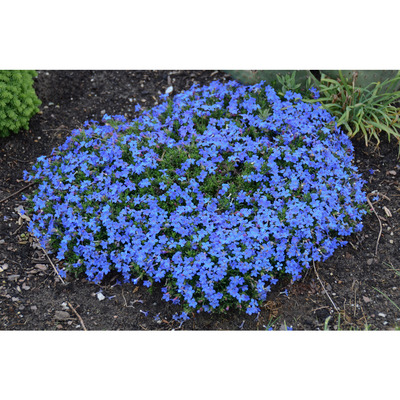 Lithodora diffusa 'Grace Ward' Kőmagcserje