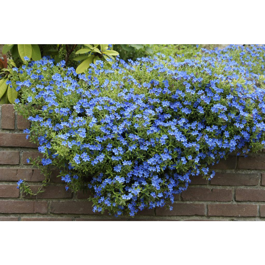 Lithodora diffusa 'Heavenly Blue' Kőmagcserje