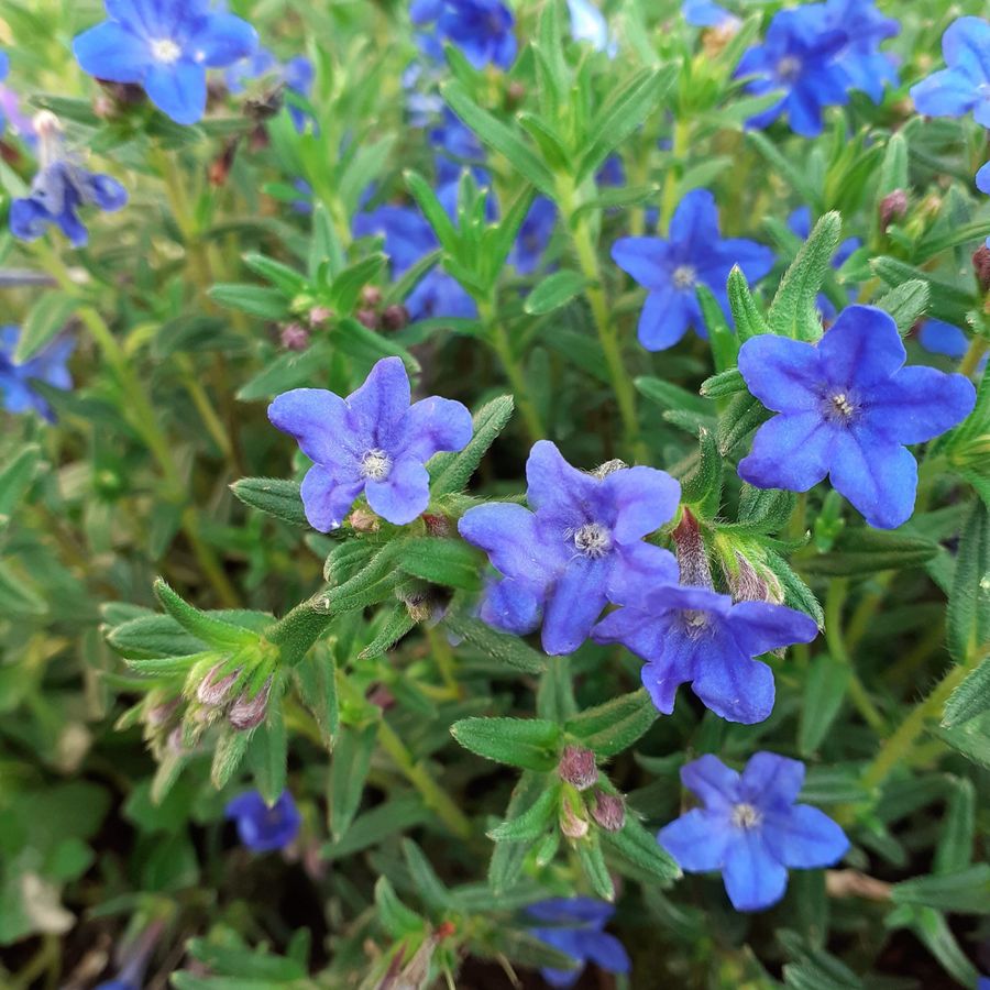 Kőmagcserje Lithodora diffusa 'Heavenly Blue'