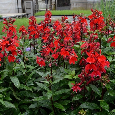 Lobelia speciosa 'Starship Scarlet' Lobélia