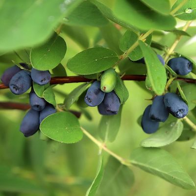 Lonicera caerulea var. kamtschatica 'Altaj' Kamcsatkai mézbogyó Altaj