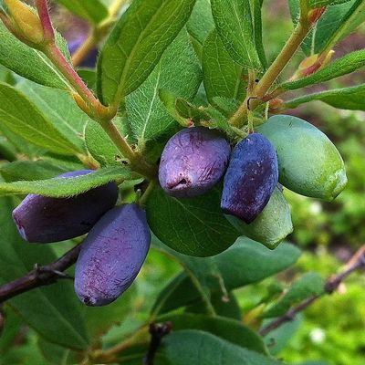 Lonicera caerulea var. kamtschatica 'Indigo Gem' Kamcsatkai mézbogyó Indigo Gem