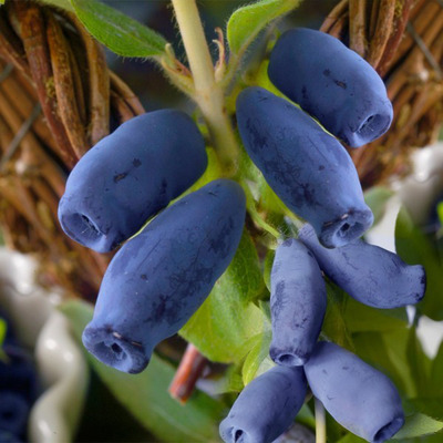 Lonicera caerulea var. kamtschatica 'Jugana' Kamcsatkai mézbogyó Jugana