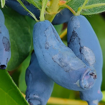 Lonicera caerulea var. kamtschatica 'Zojka' Kamcsatkai mézbogyó Zojka