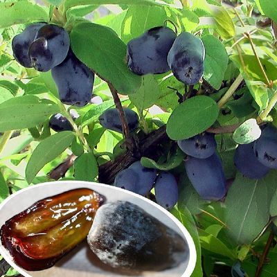 Lonicera caerulea var. kamtschatica Kamcsatkai mézbogyó
