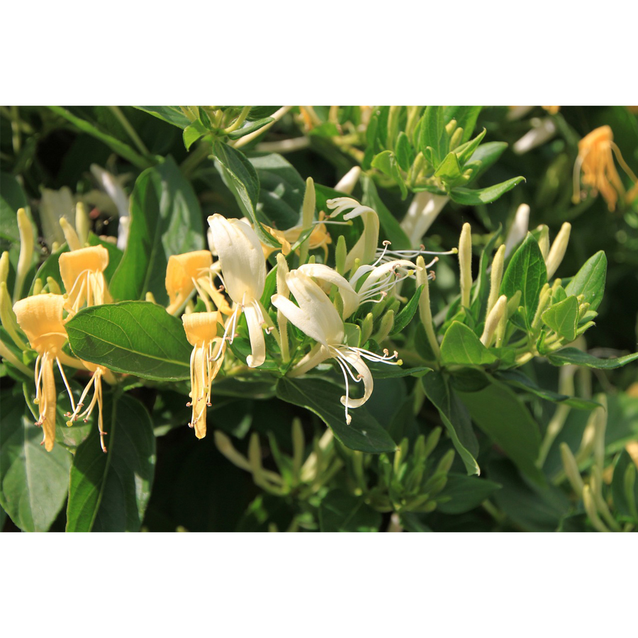 Lonicera japonica mix Kúszólonc fajták