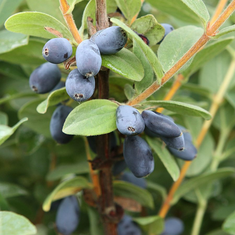 Lonicera caerulea var. kamtschatica 'Blue Sea' Kamcsatkai mézbogyó Blue Sea