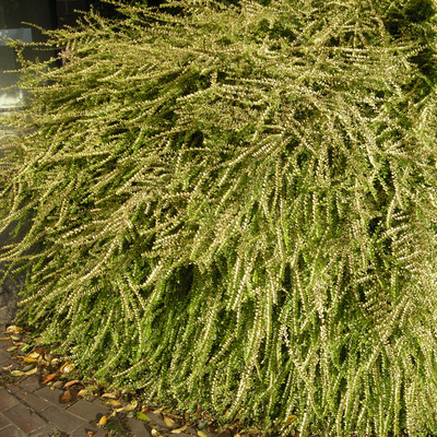 Lonicera nitida 'Baggesen's Gold' Mirtuszlonc
