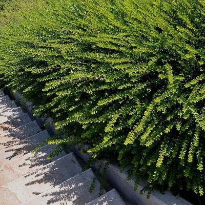 Lonicera nitida Mirtuszlonc