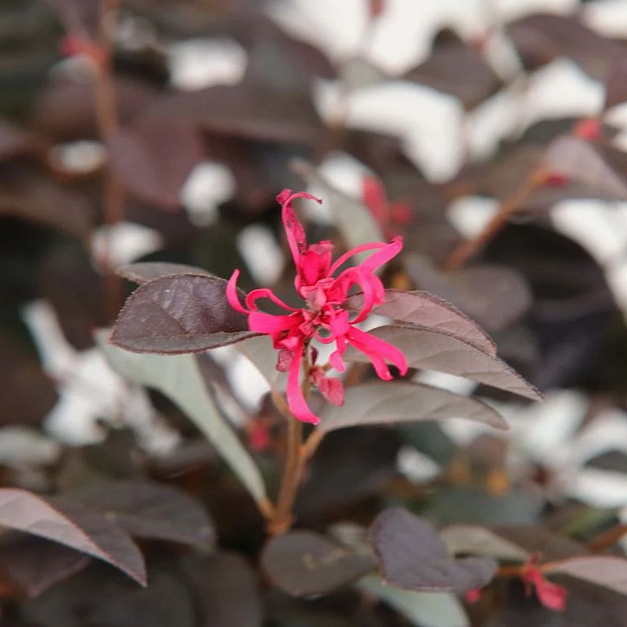 Loropetalum Chinense rubrum 'Fiore Rosso' Kínai rojtvirág
