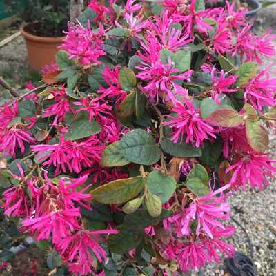 Loropetalum chinensis 'Fire Dance' K&iacute;nai rojtvir&aacute;g