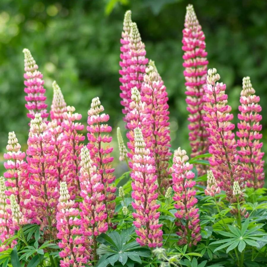 Lupinus polyphyllus 'Legendary Rose Shades' Csillagf&uuml;rt